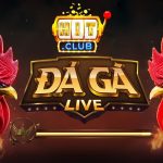 Tìm Hiểu Tổng Quan Về Đá Gà Hitclub Trước Khi Đặt Cược