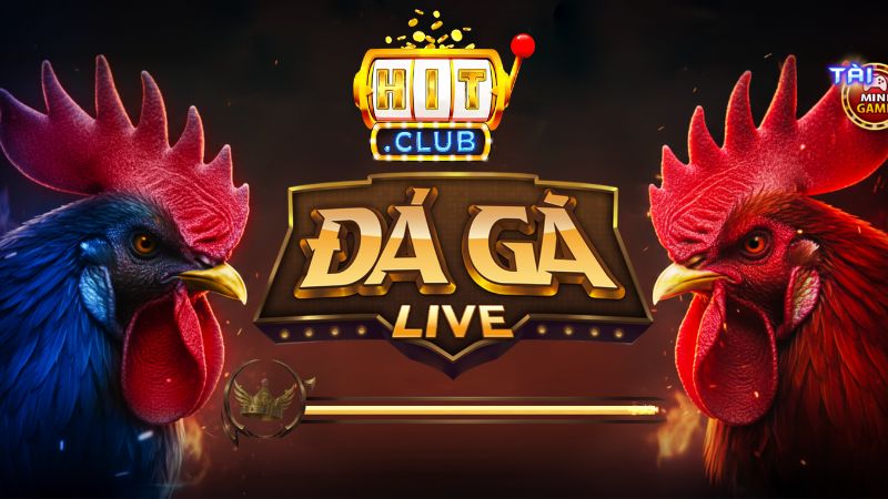 Tìm Hiểu Tổng Quan Về Đá Gà Hitclub Trước Khi Đặt Cược